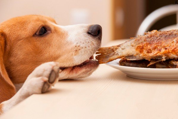 Чим і як правильно годувати собаку. Основи здорового харчування