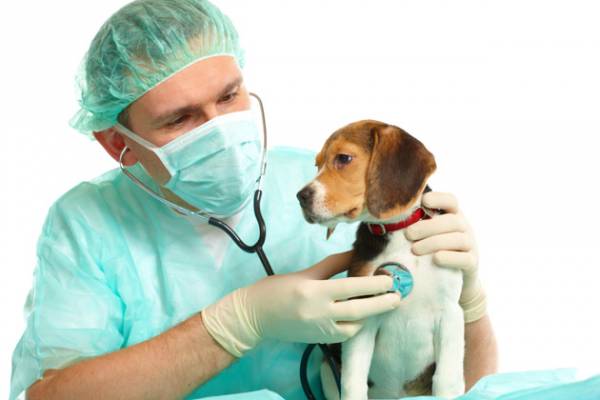 Інсульт у собак: симптоми і лікування хвороби