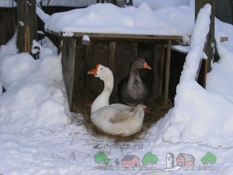 Зміст гусей взимку в домашніх умовах: фото та відео