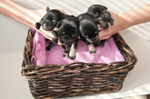 Як приймати пологи у собаки? Детальна інструкція