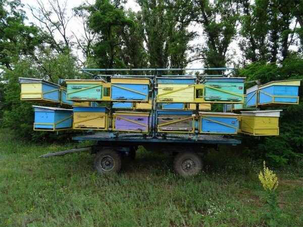 Пасіка на колесах: особливості та організація кочового бджільництва