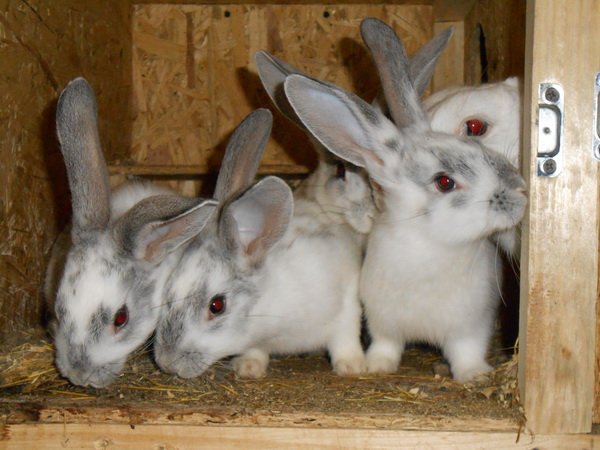 Кастрація кроликів в домашніх умовах: огляд і відео