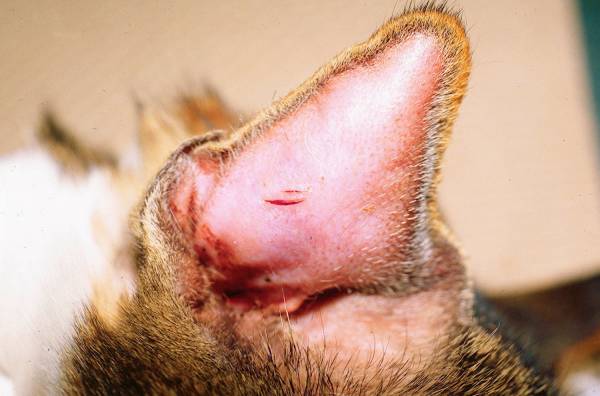 Види гематом у кішок, перша допомога і лікування