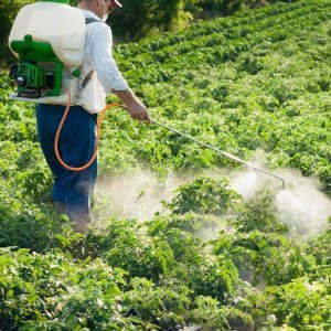 Боротьба з довгоносиком на полуниці народними засобами під час цвітіння