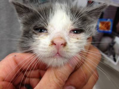 Ринотрахеїт у кішок: симптоми і лікування
