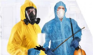 Боротьба з клопами своїми силами та службами по професійного цькуванню: препарати для боротьби в домашніх умовах