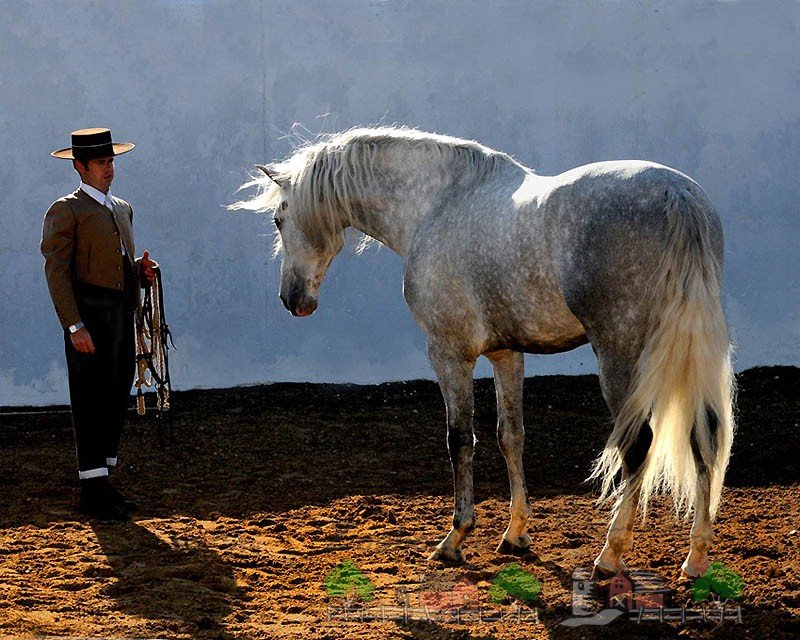 Іспанська Андалузька порода коней: її огляд і фото