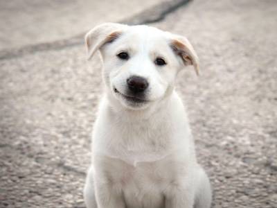 Чому у щеняти або дорослого пса саме така ціна?