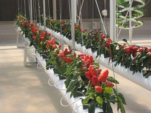 Вирощування солодкого перцю і баклажанів в теплиці з полікарбонату Вирощування солодкого перцю і баклажанів в теплиці з полікарбонату