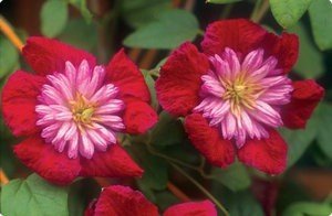 Посадка і догляд за квіткою клематиса в саду і домашніх умовах