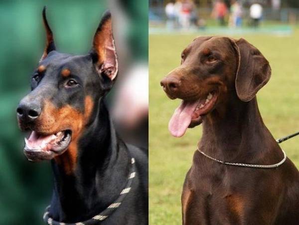 Купірування вух у собак   мода чи необхідність