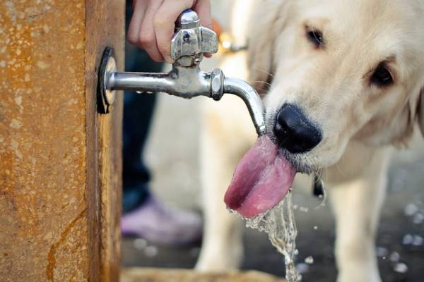 Собака багато пє води! Як не пропустити тривожні симптоми