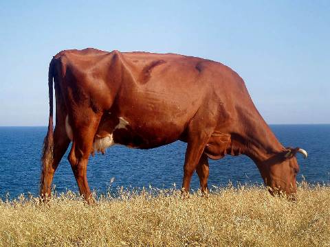 Червона степова корова, характеристики й особливості