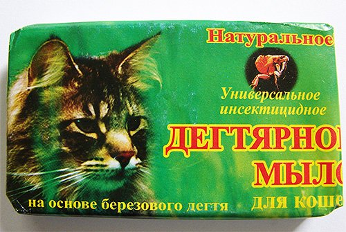 Як вивести бліх у кота