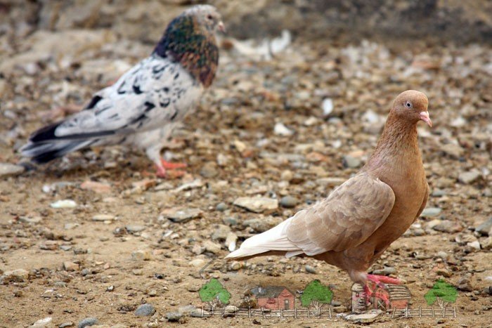 Бакинські бойные голуби: їх опис, фото і відео огляд