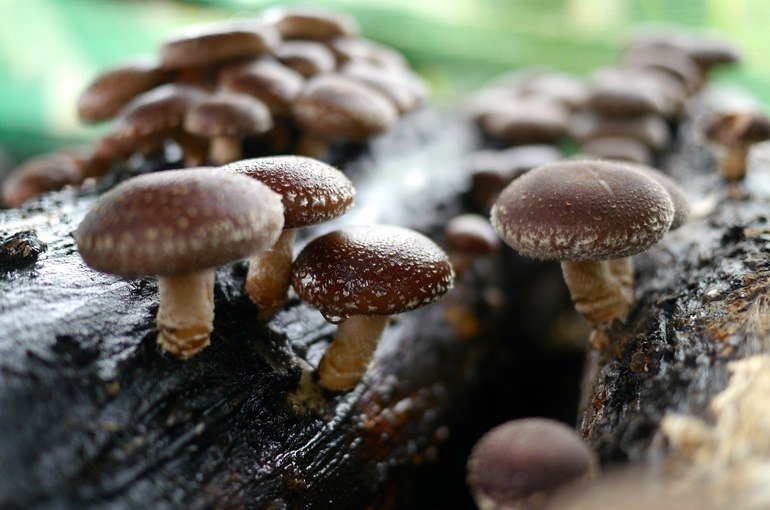 Користь гриба шиітаке для здоровя