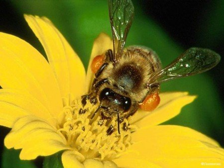 Сіра українська порода бджіл: відмінності, фото