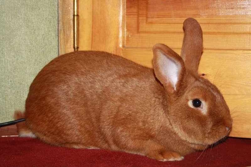 Огляд рудих кроликів: опис та фото