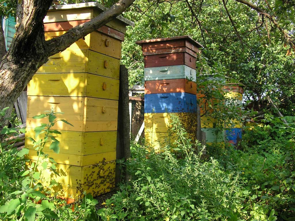 Скільки меду можна зібрати з одного бджолиного вулика