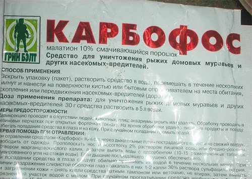 Знищення клопів і тарганів у квартирі: боремося з комахами правильно