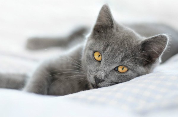 Догляд за кішкою після стерилізації: все, про що повинен знати господар