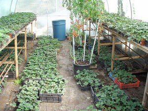 Технологія вирощування полуниці в теплиці круглий рік