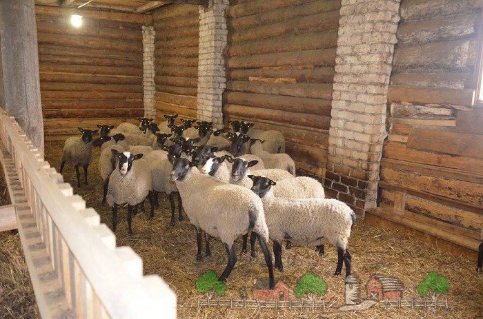 Годівля та утримання овець у зимовий період: огляд і фото