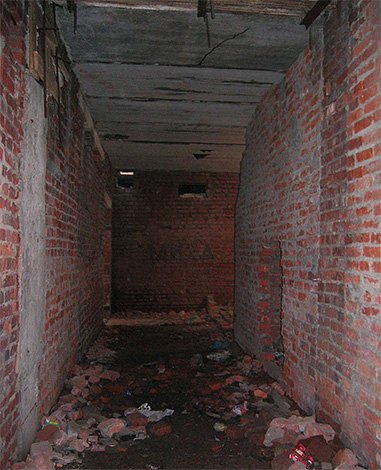 Домашні блохи і як від них позбавитися