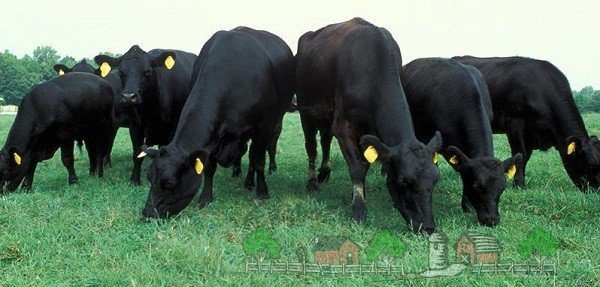 Огляд породи корів Абердин Ангус, їх фото та відео