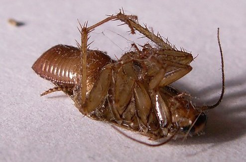 Засіб від тарганів Гьотте чи все таки Get? Який препарат придбати, а також трохи відгуків