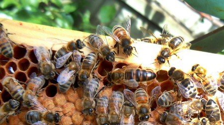Пересадка пчелопакета у вулик: як правильно пересадити