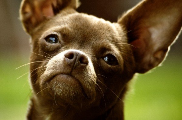 Абсцес у собаки: симптоми, фото і відео