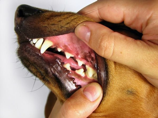 Стоматит у собак: види та перша допомога