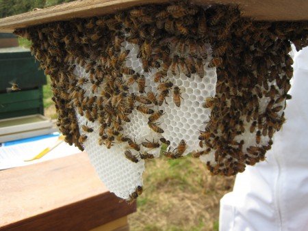 Як зробити нуклеус для бджіл своїми руками: креслення, розміри, що це