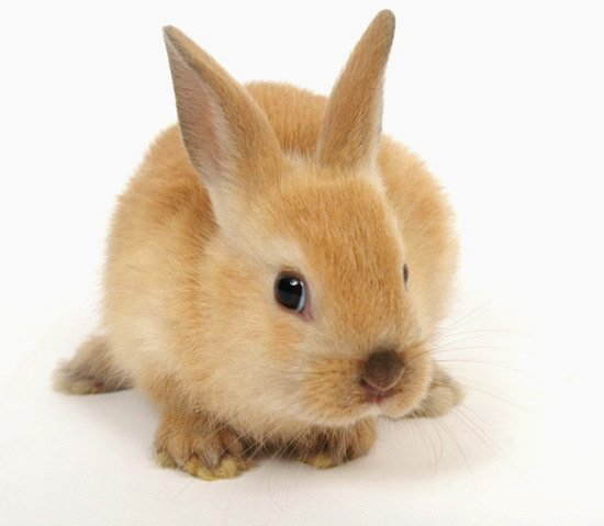 Глисти у кроликів: симптоми і лікування