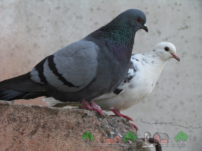 Хвороби голубів: їх симптоми, профілактика і лікування