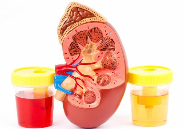 Кров в сечі у собаки. Розбираємося в безлічі причин