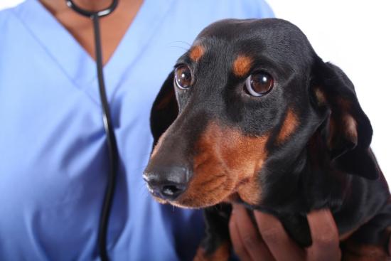 Полікістоз нирок у собак: ознаки, діагностика та догляд