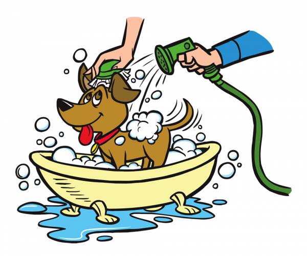 Як помити собаку   правила і засоби гігієни
