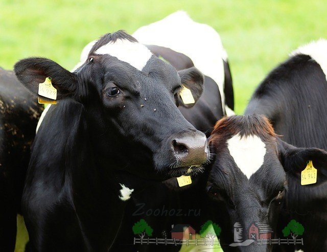 У корови пропало молоко: причини і методи рішення