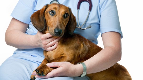 Мастоцитома у собак: загальні відомості, симптоми, діагностика і методи лікування