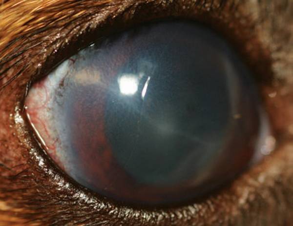 Глаукома   підвищений внутрішньоочний тиск у собак