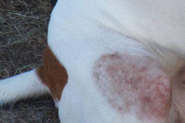 Дерматомікози у собак та їх прояви