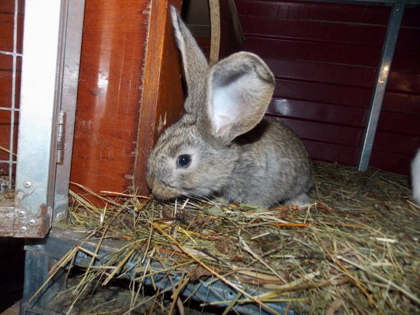Препарат Соликокс для кроликів: його застосування та відгуки
