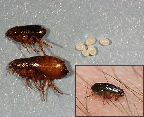 Домашні блохи і як від них позбавитися