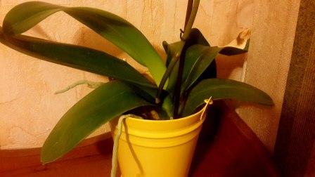 Як доглядати за орхідеєю в домашніх умовах