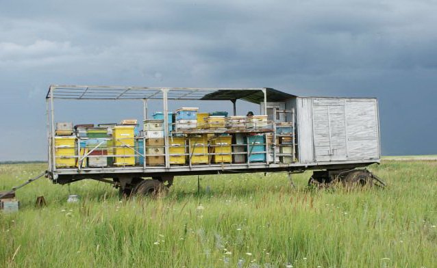 Особливості розвитку бджільництва в Челябінській області: огляд пасік з відео