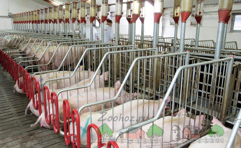 Штучне осіменіння свиней в домашніх умовах