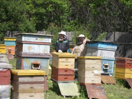 Методи В. П Цебро у бджільництві: вулик, календар, пасіка