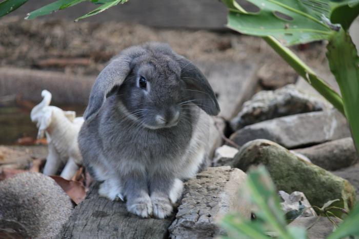 Кролики породи французький Баран: огляд та відгуки